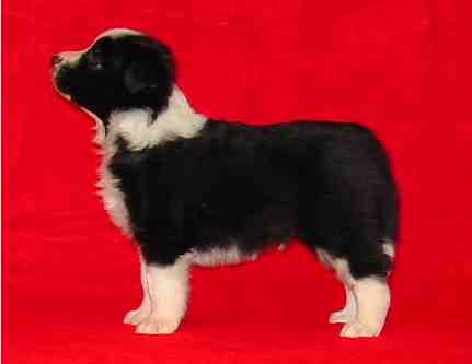 Festivo �madeus 5 vko, kuva M-L L�nnholtz